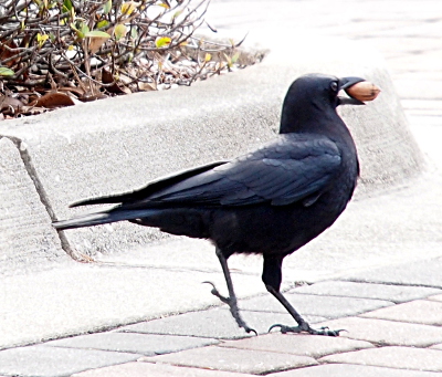 [A crow with its mouth open wide enough to hold a brown acorn which is missing its cap is walking atop paver bricks in the roadway.]